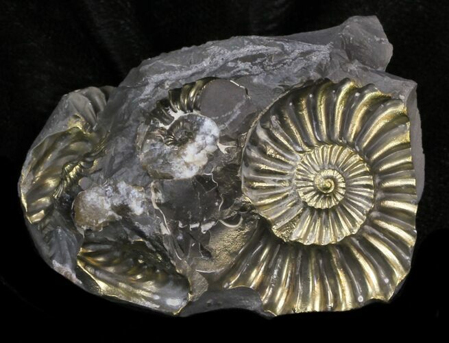 Pyritized Pleuroceras Ammonite Negatives - Germany #33067